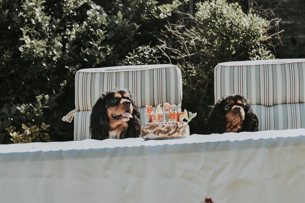 Dog Birthday Cake adventureswithrufus.wordpress.com/2019/08/04/dog…