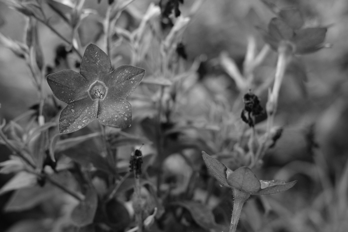 RobertChiorbeja's tweet photo. #fujifilm #fujifilm_xseries #50mm #fujinon #laeken #Bruxelles #Belgium #fujifilmxt20 #xt20 #fujinon35mm #xf35mm #50mm #NaturePhotography #nature #acros #blackandwhitephotography #blackandwhite #garden #park #cemetery #summer https://t.co/a7JTiIow6X