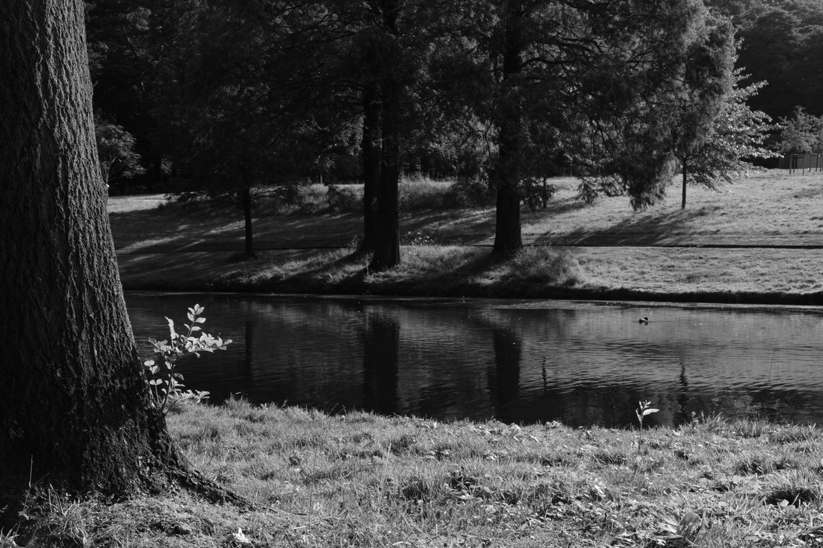 RobertChiorbeja's tweet photo. #fujifilm #fujifilm_xseries #50mm #fujinon #laeken #Bruxelles #Belgium #fujifilmxt20 #xt20 #fujinon35mm #xf35mm #50mm #NaturePhotography #nature #acros #blackandwhitephotography #blackandwhite #garden #park #cemetery #summer https://t.co/a7JTiIow6X