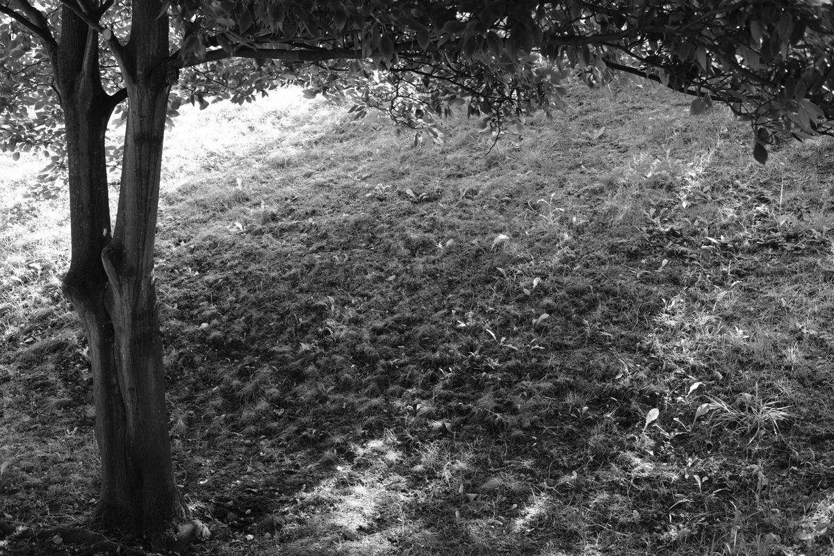 RobertChiorbeja's tweet photo. #fujifilm #fujifilm_xseries #50mm #fujinon #laeken #Bruxelles #Belgium #fujifilmxt20 #xt20 #fujinon35mm #xf35mm #50mm #NaturePhotography #nature #acros #blackandwhitephotography #blackandwhite #garden #park #cemetery #summer https://t.co/a7JTiIow6X