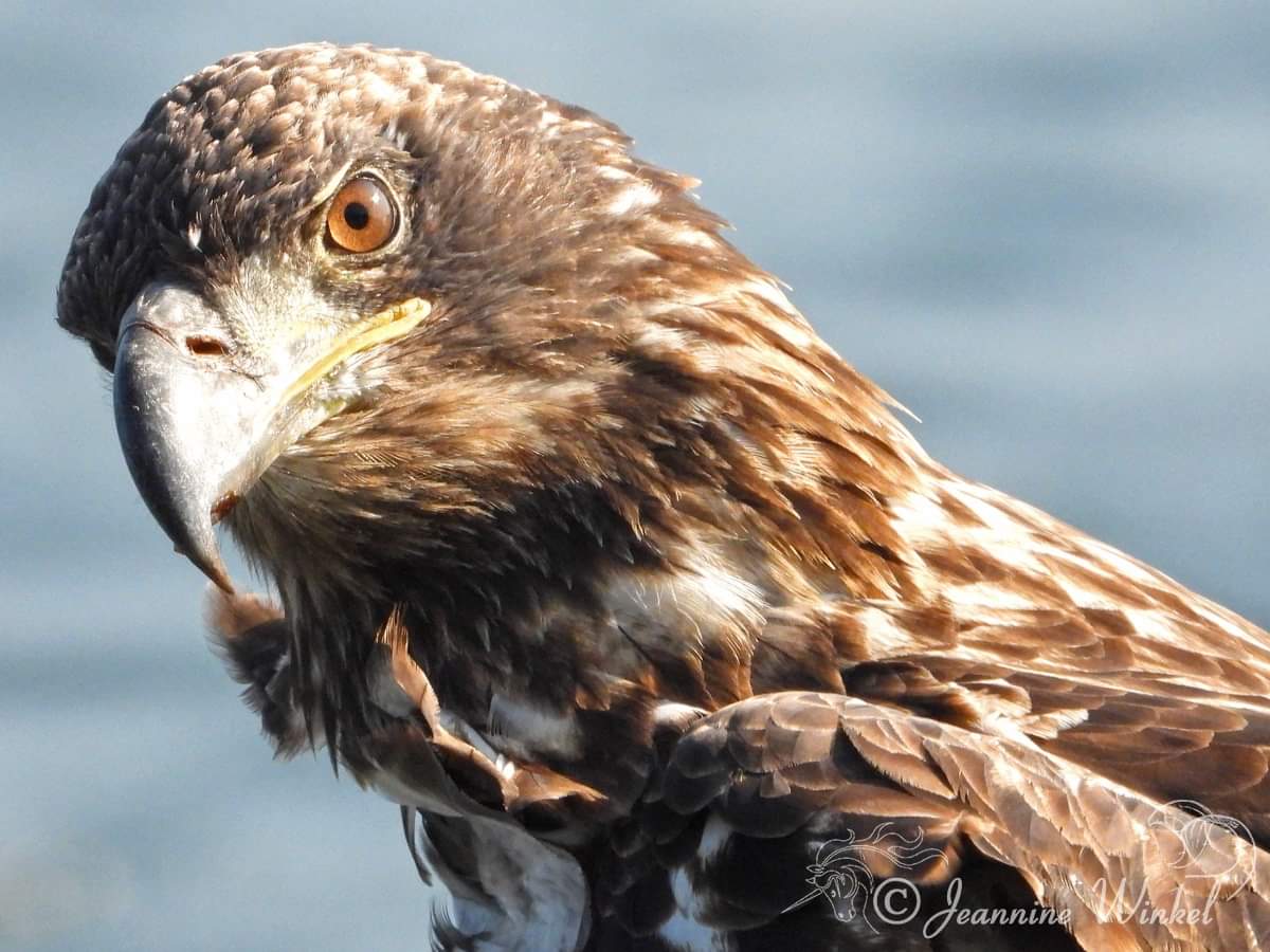 Young bald eagle perched on <a href="/mollybawntours/">Whale & Puffin Tours</a> dock #notjustwhalesandpuffins