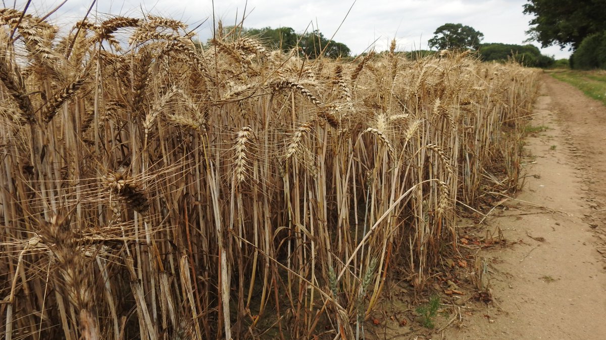 numenini's tweet photo. All of a piece: sand coloured Barley ripened from Breckland sand to the cry of the Stone Curlew.
#MyWalk #Breckles #StowBedon #Breckland #Norfolk 1/5 https://t.co/3n31uSvAmC