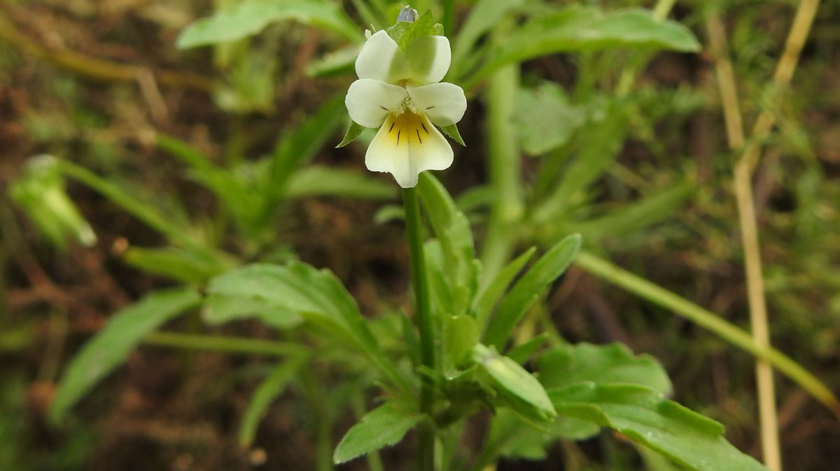 numenini's tweet photo. Fine crop of arable weeds on a generous #Breckland headland: Field Pansy (Viola arvensis), Common Fiddleneck (Amsinckia micrantha), Lesser Swinecress (Lepidium didymus), Flixweed (Descurainia Sophia)
#Breckles #Norfolk #wildflowerhour #arableplants #OurWorldIsWorthSaving 2/5 https://t.co/u26Ud60Gi8