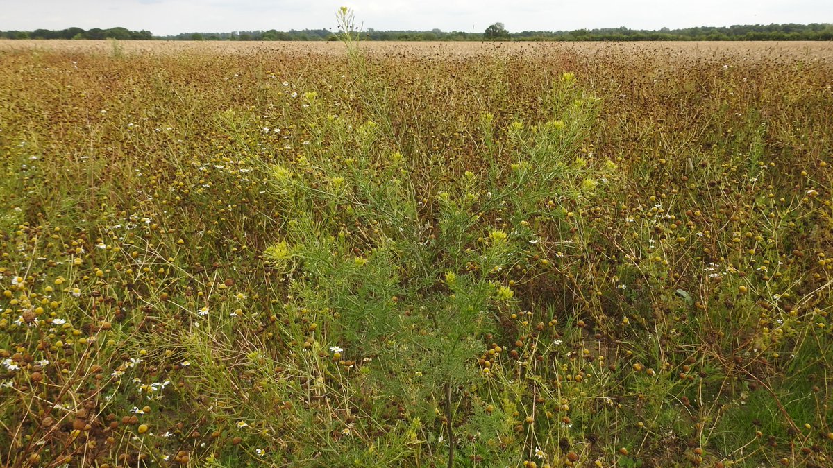 numenini's tweet photo. Fine crop of arable weeds on a generous #Breckland headland: Field Pansy (Viola arvensis), Common Fiddleneck (Amsinckia micrantha), Lesser Swinecress (Lepidium didymus), Flixweed (Descurainia Sophia)
#Breckles #Norfolk #wildflowerhour #arableplants #OurWorldIsWorthSaving 2/5 https://t.co/u26Ud60Gi8