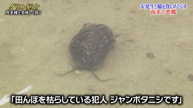 タニシ 寄生 虫