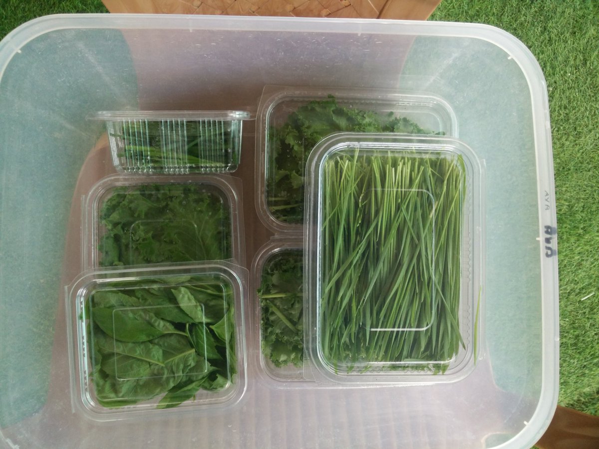 Our Harvest Box of Hydroponic Veggies.....
