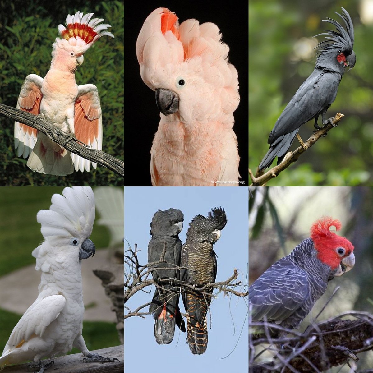 ACTUALLYCockatiel is like an Eevee. It can evolve into one of these forms