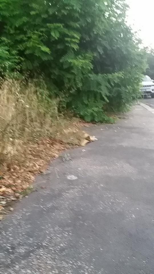 RiprendRoma's tweet photo. #Marciapiedinuovi #Roma #Spinaceto viale Caduti Guerra Liberazione <~ ieri alla Signora di #Torbella @virginiaraggi rispondeva parlando di bando per le alberature... quello del verde orizzontale vinto e aggiudicato. Guardate come! https://t.co/0A6H2QZ83x