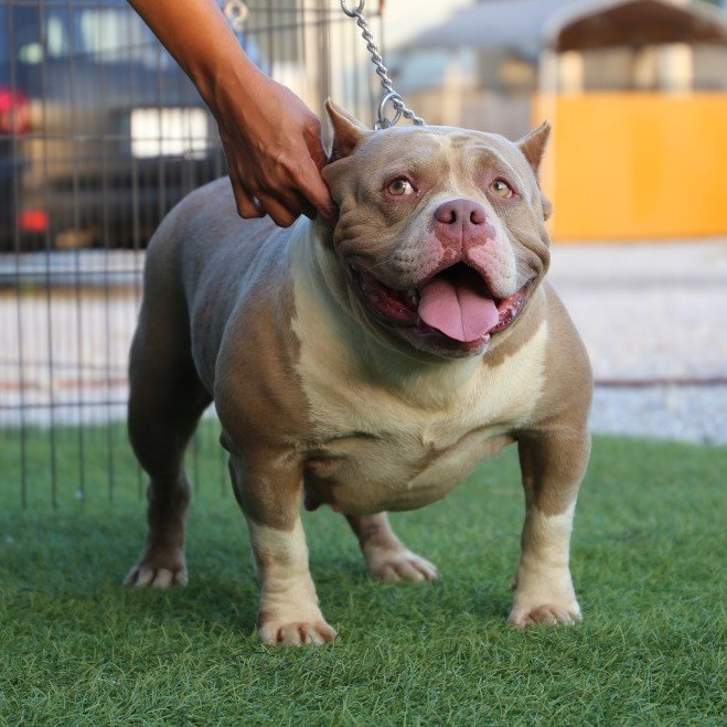 Pelariza Bullies Pelariza Bullies 作出犬 ポパイ クレオ 女の子 犬ブリーダー アメリカンブリー Americanbullys アメリカンブリーパピー Americanbully ブサカワ犬 マッチョ犬 エキゾチックブリー Japanesebully