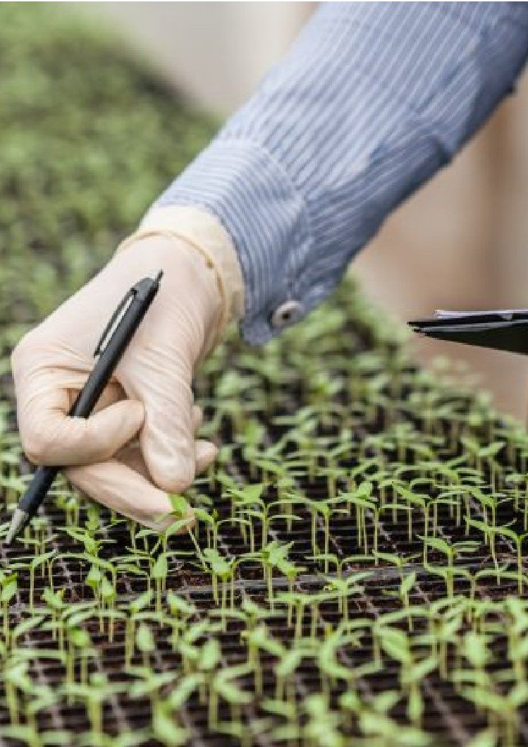 KETBIO_biotech's tweet image. 117 institutes appeal to EU bodies to review law for breeding new plant varieties: bit.ly/2YFHW4J. EU court has ruled #biotech engineering #CRISPRtechnology under GMO law. #Startups suffer, says H. Puchta, KIT, to newspaper &amp;amp; in KETBIO interview: ketbio.eu/news