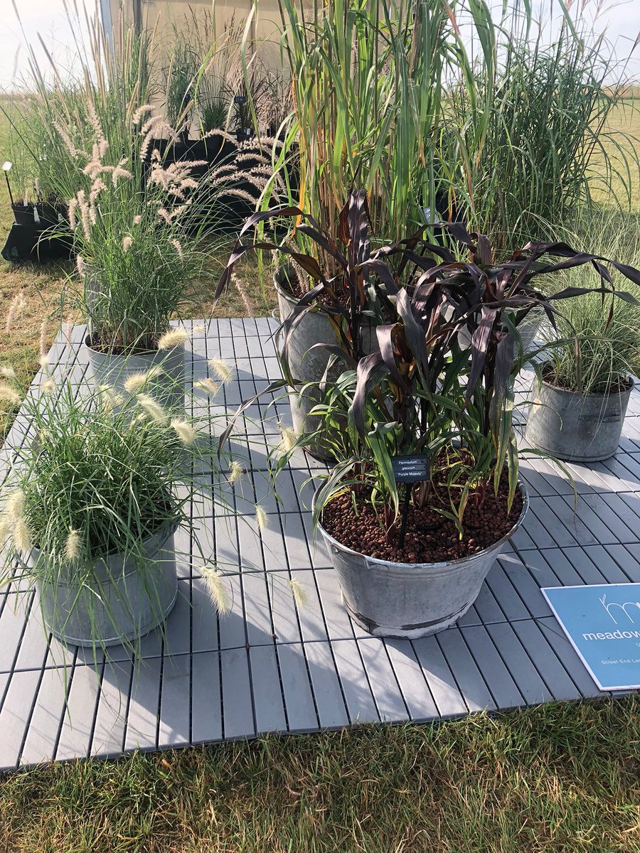 Meadowgate Nursery (@mnursery) on Twitter photo A lovely selection of our Ornamental Grasses in the sunshine <a href="/RHSHydeHall/">RHS Garden Hyde Hall</a> Featured here are just a few of our wide range - Miscanthus ferner osten, Pennisetum villosum and Miscanthus morning light. All are available to buy on our website if you can make it to the show! A lovely selection of our Ornamental Grasses in the sunshine <a href="/RHSHydeHall/">RHS Garden Hyde Hall</a> Featured here are just a few of our wide range - Miscanthus ferner osten, Pennisetum villosum and Miscanthus morning light. All are available to buy on our website if you can make it to the show!
