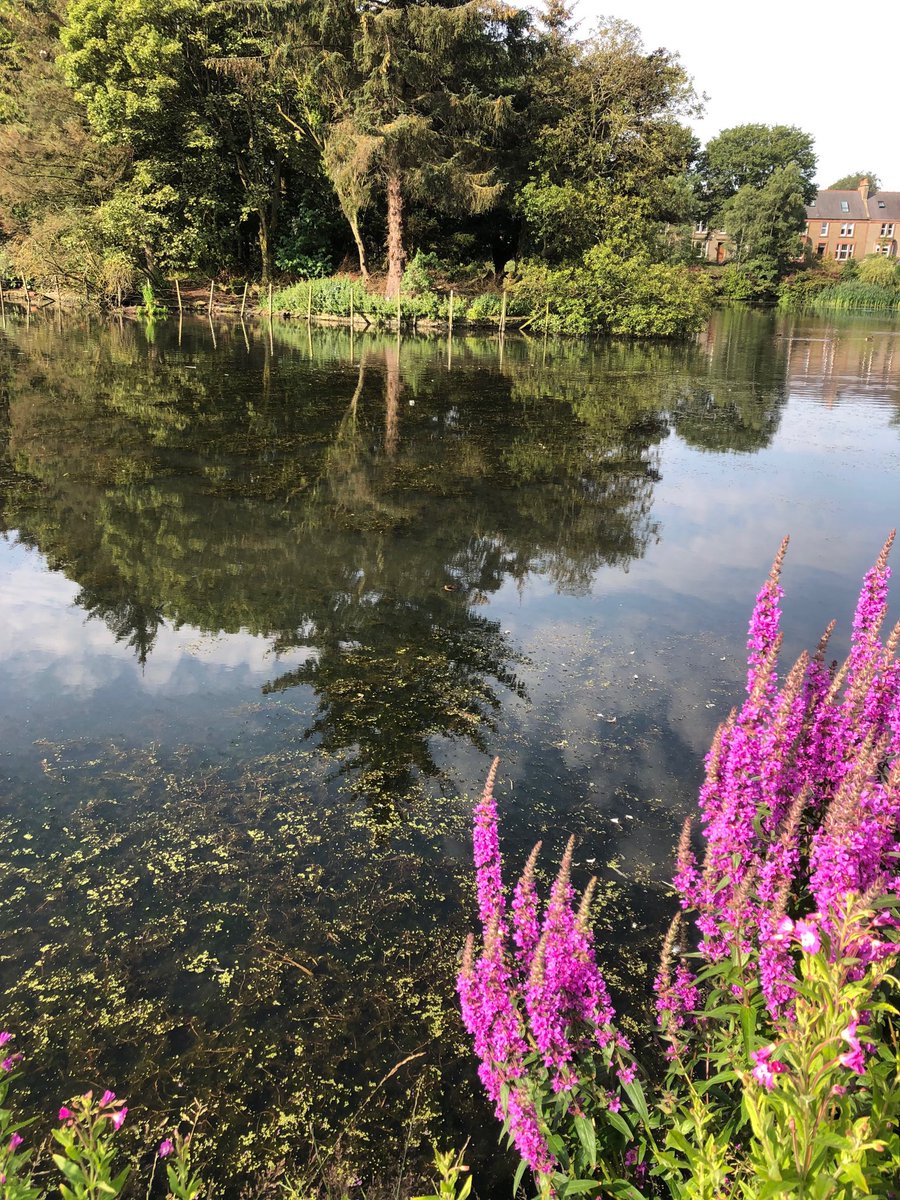 CllrFairweather's tweet photo. Spot the terrapin at Keptie Pond, Arbroath. Well worth a visit. https://t.co/VdgnhwtiSF