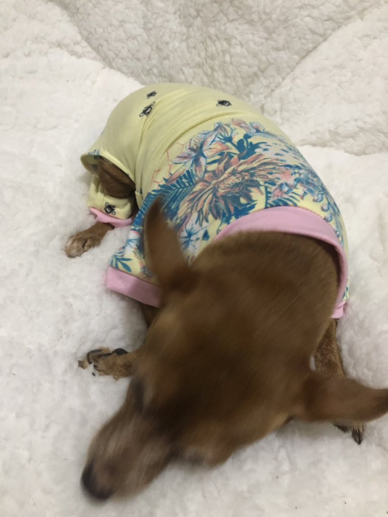 mr_owendejesus's tweet photo. Goodnight from Maxxie the #minipinscher in a onesie #minpin #dogslife #dogsworld #pets #dogsofthephilippines #dogs π΅ππ΅π
El Perro Panadero #Homemade #DogTreats 09171706936 #perropanadero #homemade #dogtreats #dogs #pets #dogsofthephilippines #dogsofinstagram #phdogs #dogsph #dogsw https://t.co/LgD1VCr3Vi