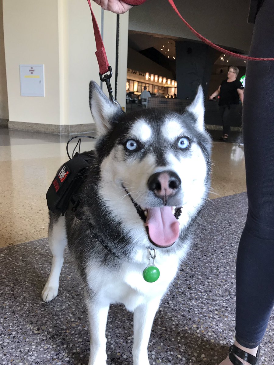 dive_monkey's tweet photo. Say hi to Phantom the mobile WiFi attack rig from @Hak5 watch out for this one, his social engineering skills are so good, you just wanna cuddle him. https://t.co/L1WYDj8b9J