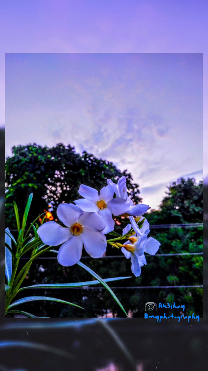 AkshayN30750010's tweet photo. #lowlightphotography
#hdr #myphotograph
#naturelover #flowers
#shotbymi #RN6PRO https://t.co/RIfVX7I4u0