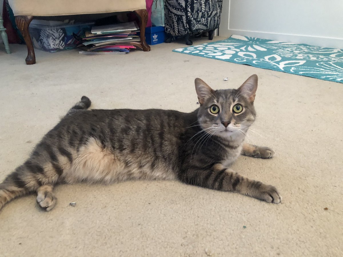 wahinepunk's tweet photo. Day 3 missing @tucker_ali #captainthecat https://t.co/MIi9R5AHuK