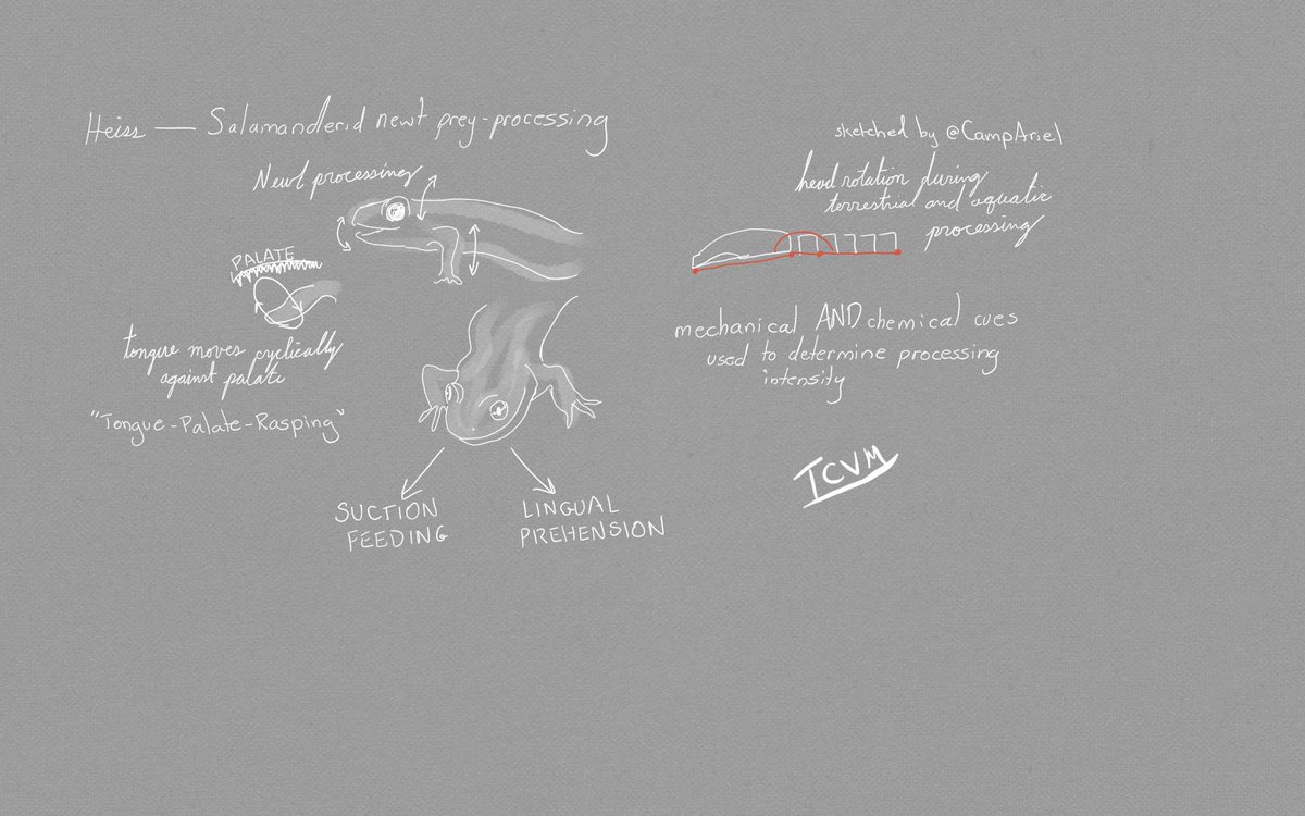CampAriel's tweet photo. Notes from #icvm2019: Egon Heiss investigates how newts process their food, and showed how their strategies change depending on their food and their environment https://t.co/hMlwpRwx06