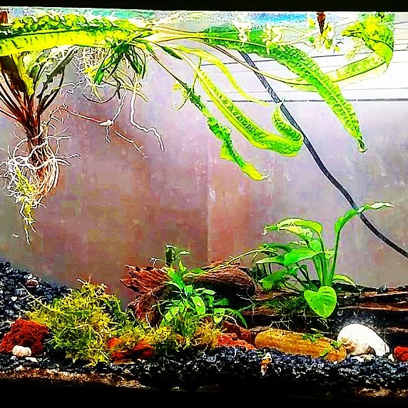 RickyRanchu's tweet photo. NEW VIDEO! STARTING A PLANTED TANK IN A 10 GALLON. WE GOT MOSQUITO LARVA AND MORE! https://t.co/4usTcRvSAu

 #aquarium #aquariumhobby #plantedtank #plantedaquarium #showtank #nature #fishhobby #fishtanks #fishtankofinstagram #aquascape #danio https://t.co/nYaPhE9nBa