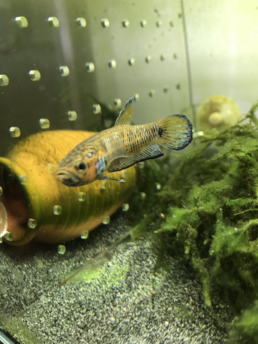 wineofowl's tweet photo. Betta sp candy https://t.co/Hdoa85VWQM