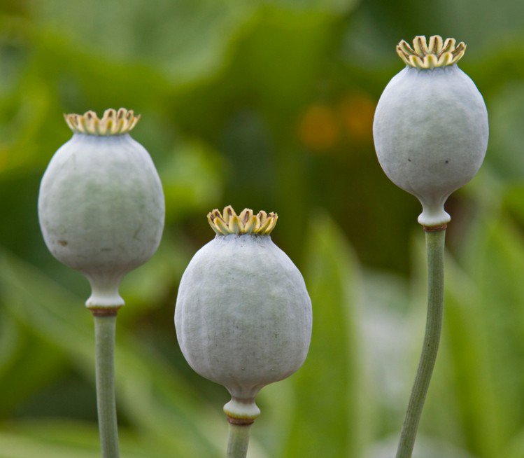 DrSamGeorge1's tweet photo. VAMPIRE SEEDS. Poppy & millet seeds are sprinkled in COFFINS & around headstones to prevent #VAMPIRES returning. Vampires will be compelled to count & pick up every seed before leaving the grave; they are compulsive counters. Did Count Von Count mimic this? #BotanicalGothic https://t.co/gPgamY2jTC
