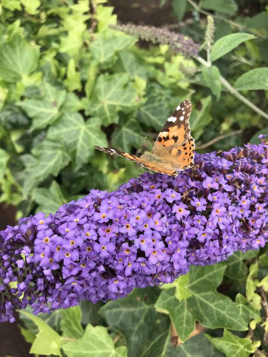 phil_orr's tweet photo. Lots of #PaintedLady butterflies in Liverpool today @BBCSpringwatch https://t.co/sSyTiPy7gd