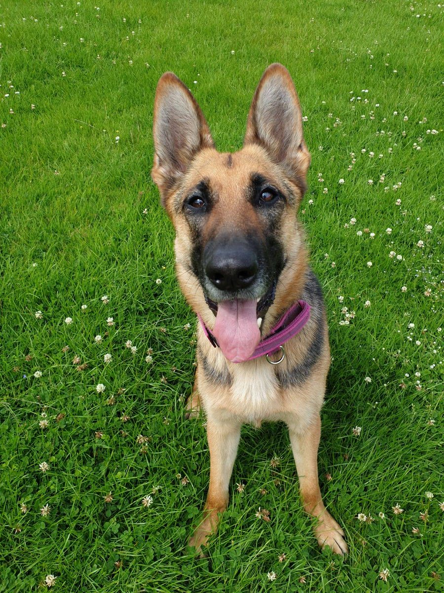 PSOSRoads's tweet photo. Great coordination between @polscotcontrol @MidLothPolice @polscotdogs and @polscotrpu resulted in one male arrested after a foot chase through fields following a report of a robbery from a shop. Enquiries ongoing while several officers change into dry socks.… https://t.co/7QPSVHWSnO