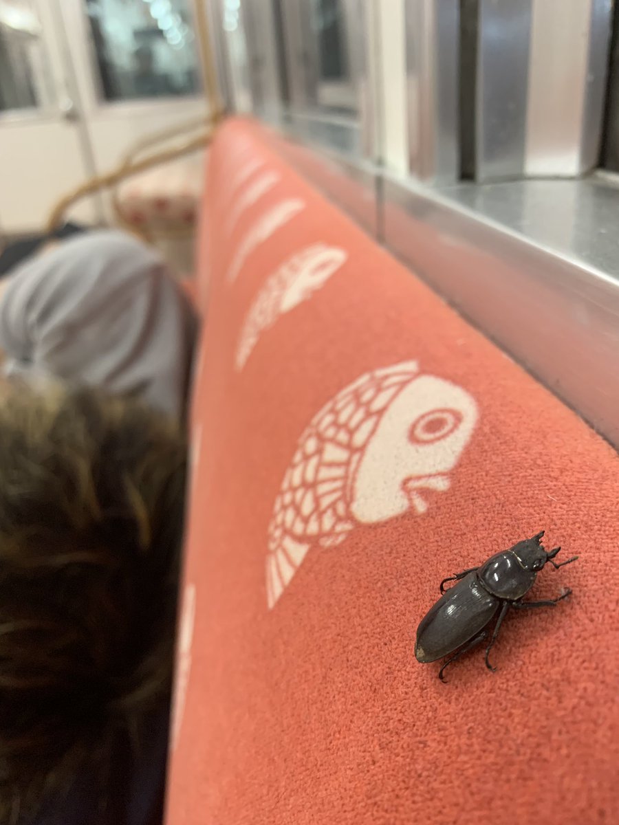 電車にクワガタおった