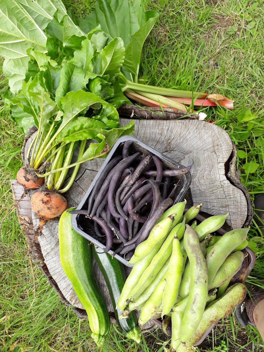 Dr Georgina Key tweet media