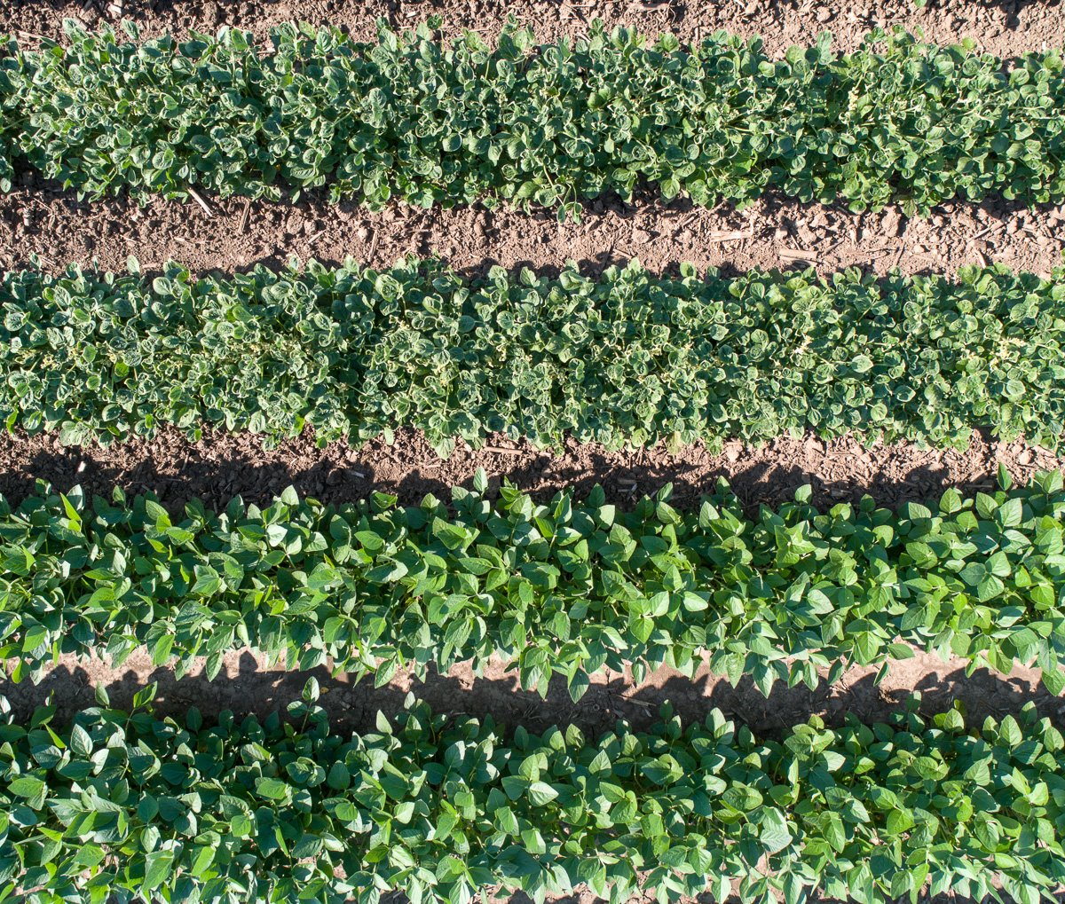 seedeye's tweet photo. This is injury to nonGMO soybeans from #dicamba vapor drift. Photos are 26 days after application.  180' buffer and wind blowing away.  Custom applicator followed all the current labels and regs.  Thousands of acres injured around Decatur.  IDOA: your rules allow this to happen. https://t.co/TSfVmWeuEg