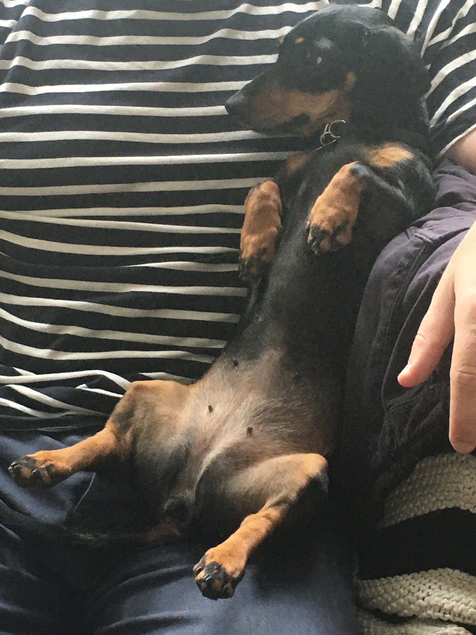 Clare Quinn Waters On Twitter The Apex Predator Rests After Feeding