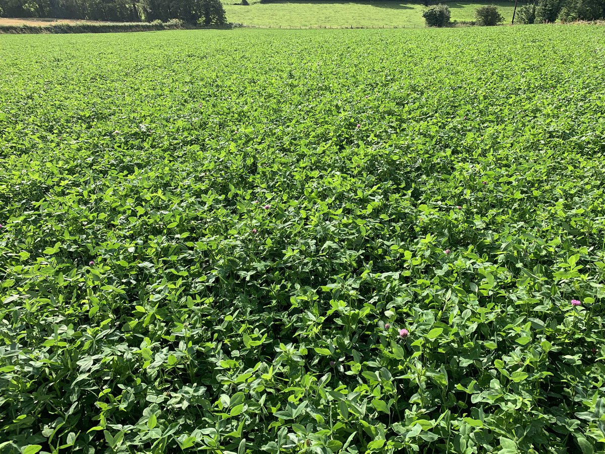Red clover ready for 3rd cut, 30 days since last cut #grasstobeef