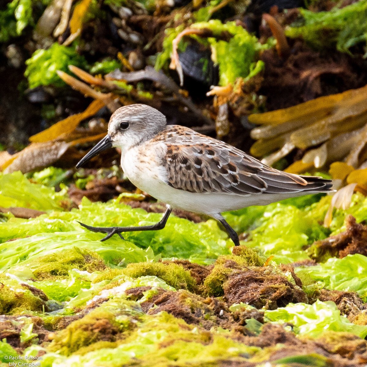 FintasticLily's tweet photo. A visual representation of me running around @bamfieldmsc trying to make sure all my students have the right equipment and are getting to their field sites so they can get the data they need for their epic research projects. 
Taken on Wizard Islet with #bmsccoasteco2019. https://t.co/2BUV2WdqTm