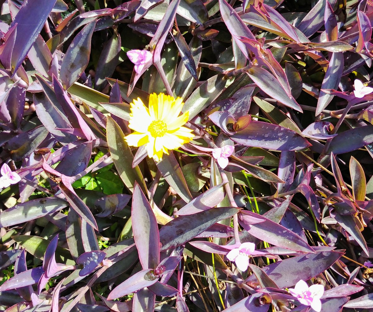 Deniseogesfam's tweet image. I snapped this yesterday. Nature showing us how many students feel #CCSDcares #CCSDfam #OGESfam