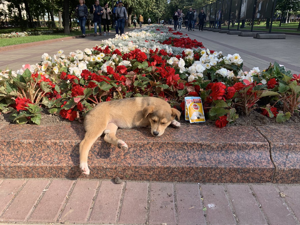 webarter's tweet image. Девочка ищет себе хозяина #чистые пруды