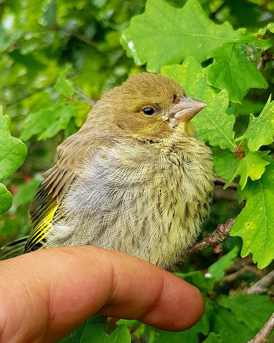 VatlandA's tweet photo. Got to cuddle with this bird today. 😊
#bird #wildlife #beautiful https://t.co/mxyXIkwx4w