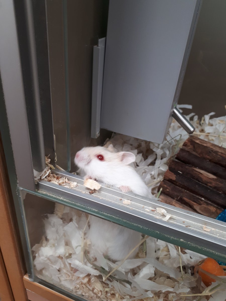 PetsMarsh's tweet photo. Trying to escape the fact it's Monday tomorrow 😭

#MondayMotivaton #MondayMood #Exeter 
@AdoptionForPets @PetsatHome https://t.co/cx2d3hlKke