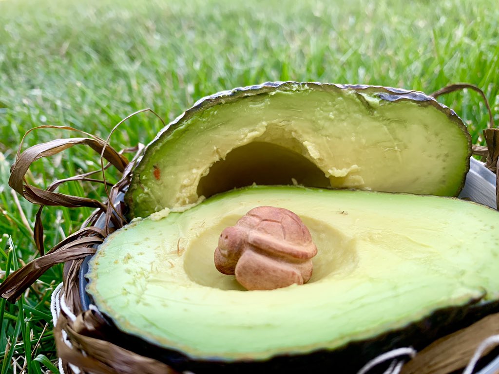 mastersofmayhe3's tweet image. #GISH item 99
Little known fact: when an avocado is fully ripe, it hatches. Show the tiny intricately carved creature sleeping inside that has been carved from the pit. 
#seaturtle #SEEturtles