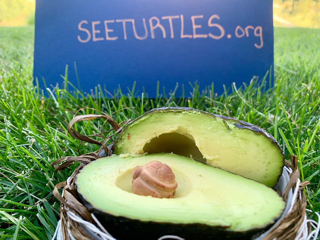 mastersofmayhe3's tweet image. #GISH item 99
Little known fact: when an avocado is fully ripe, it hatches. Show the tiny intricately carved creature sleeping inside that has been carved from the pit. 
#seaturtle #SEEturtles