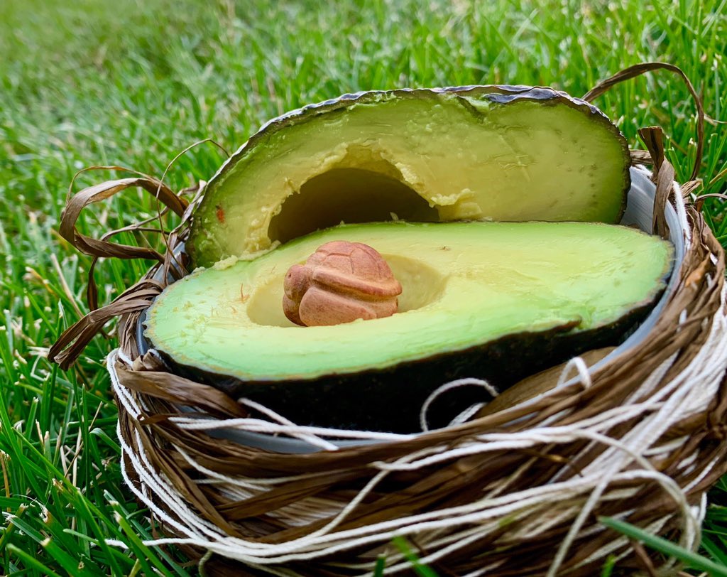 mastersofmayhe3's tweet image. #GISH item 99
Little known fact: when an avocado is fully ripe, it hatches. Show the tiny intricately carved creature sleeping inside that has been carved from the pit. 
#seaturtle #SEEturtles