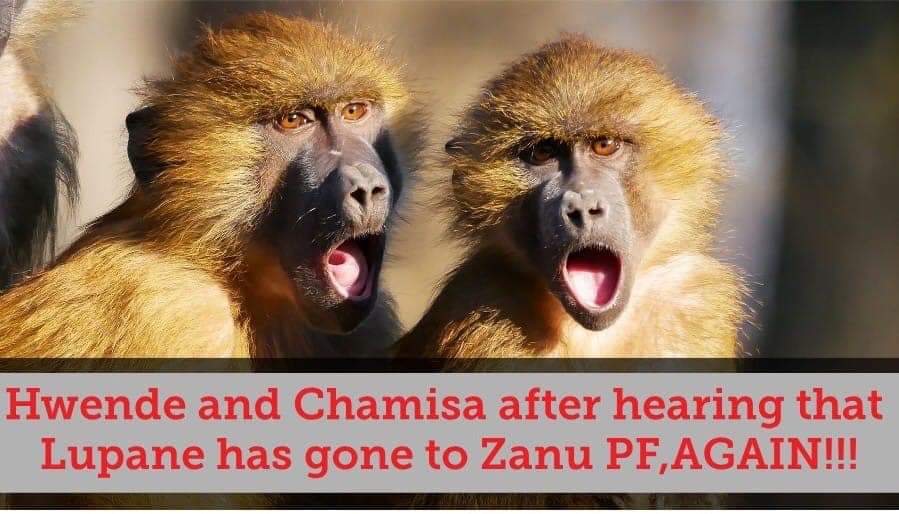 TafadzwaMasang3's tweet photo. #GodWasNotInIt
Nhai @nelsonchamisa wats going on, asi ma 7 days aya amakaitisa vanhu sooo ka. Musadero @MDCAllianceZW https://t.co/Im70d4v2Z8