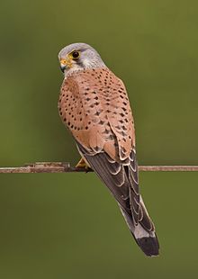 Common kestrels are also like Eevees and can evolve into many forms