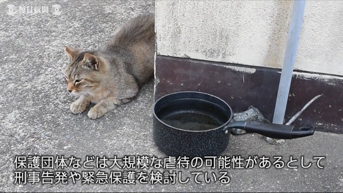 Black Cats 大矢誠と生き物苦手板の住人達 さん がハッシュタグ 猫虐殺老人 をつけたツイート一覧 1 Whotwi グラフィカルtwitter分析 Black Cats 大矢誠と生き物苦手板の住人達 さん がハッシュタグ 猫虐殺老人 をつけたツイート一覧 1 Whotwi グラフィカルtwitter分析