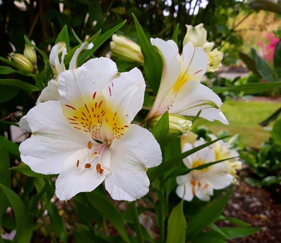 DouentzaGarden's tweet photo. Alstroemeria Summer Paradise Serie
#alstroemeria #peruvianlily #herbaceousborder #mixedborder #gardening #perennials #douentzagarden #Wexford #Ireland https://t.co/iYKzVU7ugY