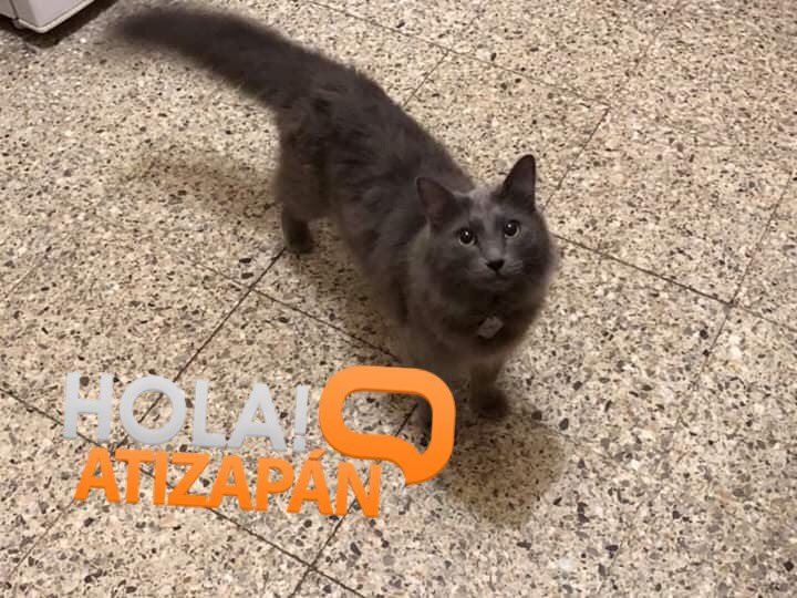 hola_atizapan's tweet photo. #AlertaPet: #Atizapán
“Se extravío el día 2 de agosto, colonia Lomas de Atizapán, Atizapán de Zaragoza, ayudenme a encontrarlo se llama kenji, es gris y tiene una placa en forma de rombo. Por favor si lo ven comuníquense al número 5521952069 💔. COMPARTAN”(Sic) https://t.co/gv3SOe8hTm