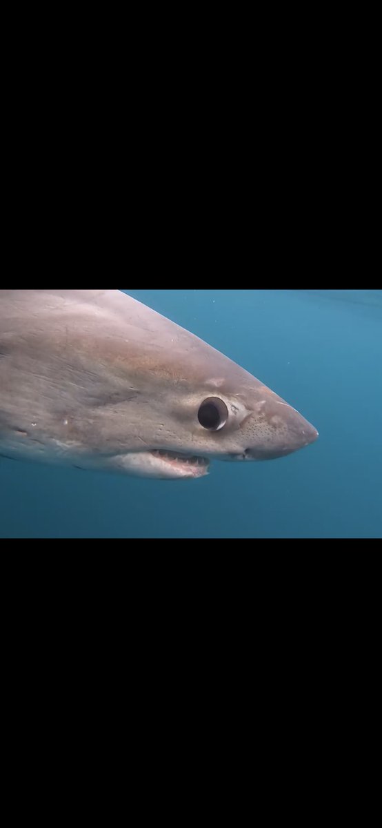 SulikowskiLab's tweet photo. We wanted to update you on Destiny, our porbeagle shark that was captured with a devastating injury caused by plastic that had  become lodged around her neck. She looks to be making a remarkable recovery and is on the move! Stay tuned for updates on this amazing shark! https://t.co/anCvIQdwQQ