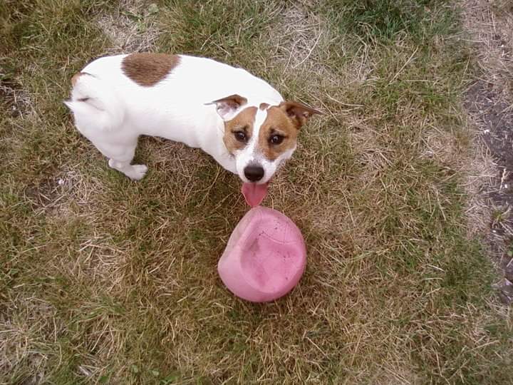 AlblasRemco's tweet photo. I lost my dog too at the beginning of this year, still miss him every day https://t.co/LhouoORfun