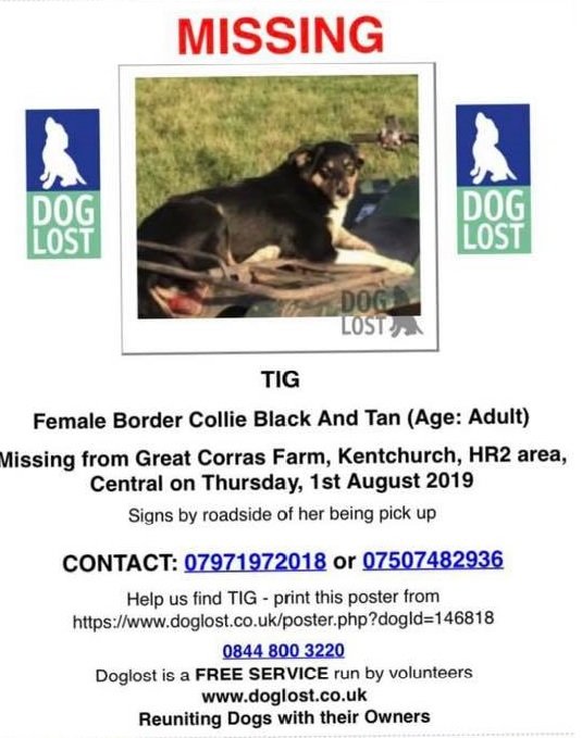 gelert01's tweet photo. ‼️Don't scroll‼️PLIS READ‼️ TIG HAS BEEN STOLEN! 01/08/2019 

‼️Tig was DOGNAPPED‼️

#GreatCorrasFarm  #Kentchurch #Herefordshire

There is a finders fee for the safe return of Tig https://t.co/u6HWpaHRoT