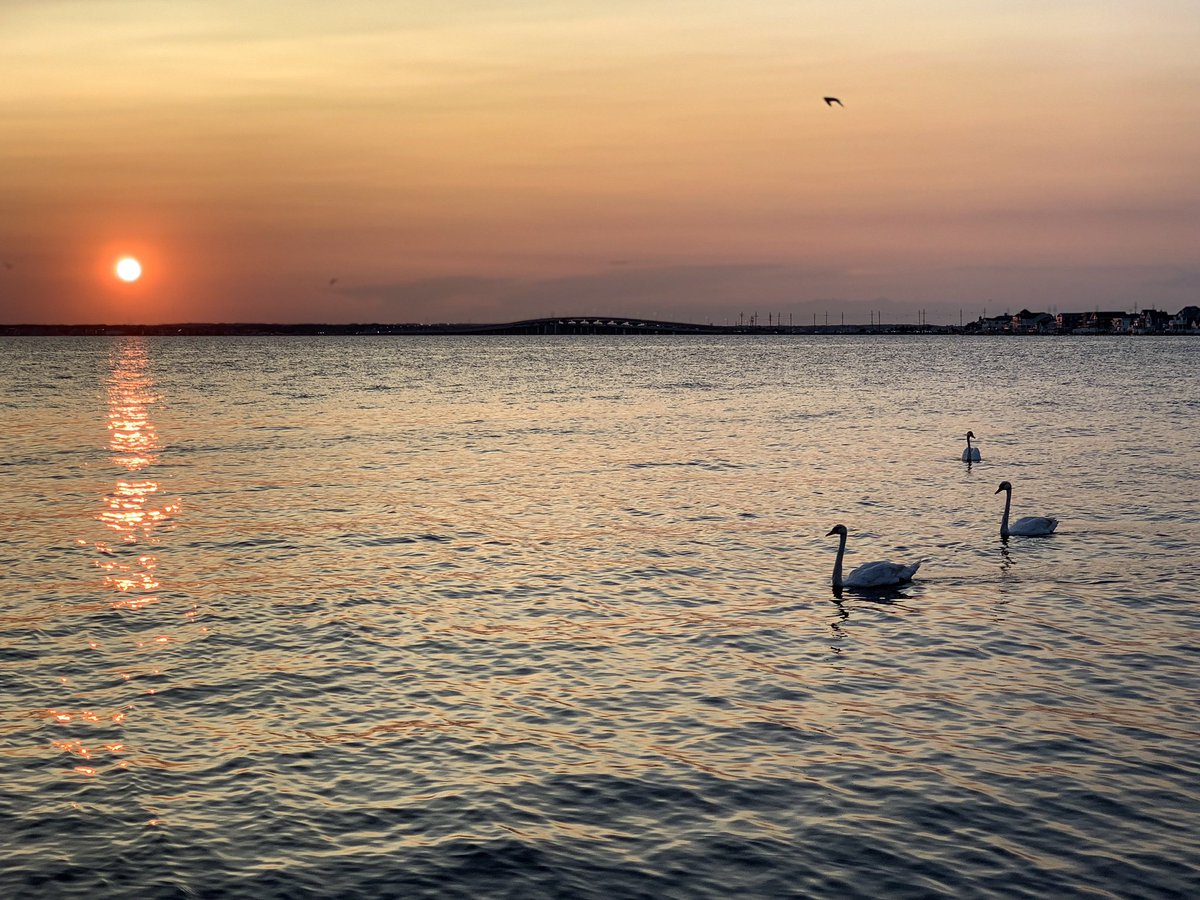 KimberlyPWolf's tweet photo. Summer vibes 🐶🧡🌅🚤🦢 https://t.co/lQPpPFpPmk