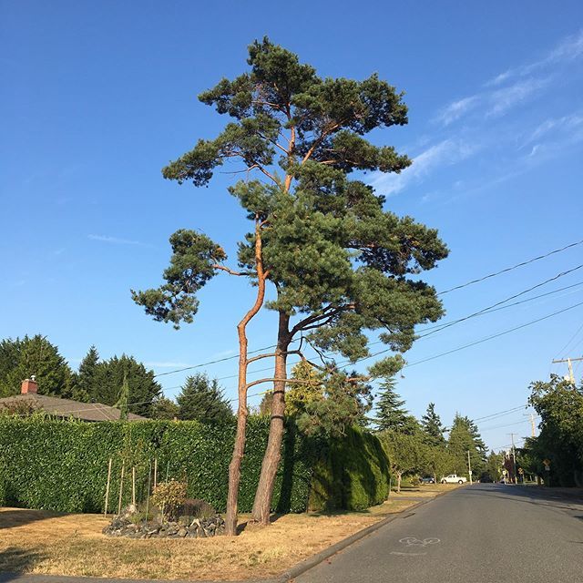 penguinswander's tweet image. The penguins have always loved the shape of this neighbourhood tree. So today they stopped and snapped a photo of it. It would be cool to have it in a painting. Now they have a reference picture. #cooltree #cooltrees #bluesky #penguinswander ift.tt/2T3QVaw