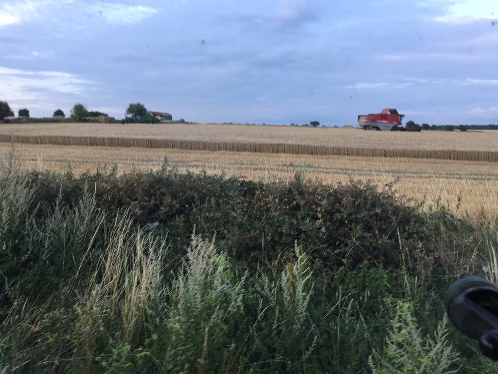 franklins_Ag's tweet photo. Good start to #harvest19 thanks to @george_cuth @IanPFranklin #hellofateam 💪💪💪 42ha down! https://t.co/uMY47sKxLU